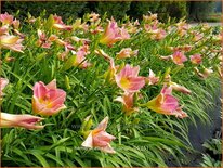 Hemerocallis &#39;Final Touch&#39;