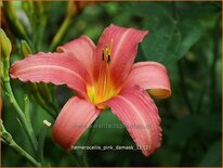 Hemerocallis &#39;Pink Damask&#39;