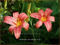 Hemerocallis &#39;Pink Damask&#39;