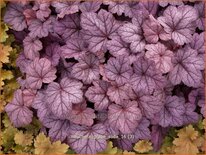 Heuchera &#39;Grape Soda&#39;