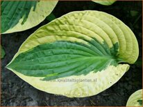 Hosta &#39;Brim Cup&#39;