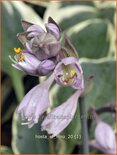 Hosta &#39;El Nino&#39;