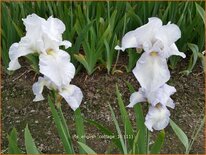 Iris germanica &#39;English Cottage&#39;