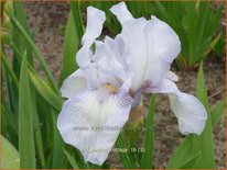 Iris germanica &#39;English Cottage&#39;