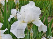 Iris germanica &#39;Immortality&#39;