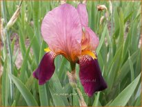 Iris germanica &#39;Indian Chief&#39;