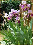 Iris germanica &#39;Lent A. Williamson&#39;