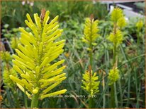 Kniphofia &#39;Dorset Sentry&#39;