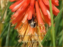 Kniphofia &#39;Papaya Popsicle&#39;