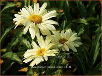 Leucanthemum &#39;Banana Cream&#39;