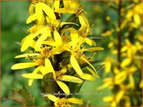 Ligularia stenocephala &#39;Little Rocket&#39;