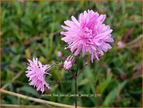 Lychnis flos-cuculi &#39;Petite Jenny&#39;