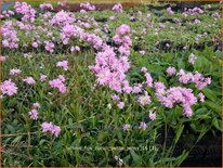 Lychnis flos-cuculi &#39;Petite Jenny&#39;