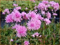 Lychnis flos-cuculi &#39;Petite Jenny&#39;