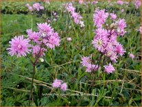 Lychnis flos-cuculi &#39;Petite Jenny&#39;