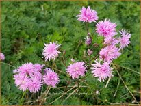 Lychnis flos-cuculi &#39;Petite Jenny&#39;