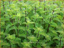 Mentha &#39;Aalbes&#39;