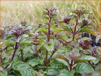 Mentha &#39;Aalbes&#39;