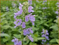 Nepeta grandiflora &#39;Zinser&#39;s Giant&#39;