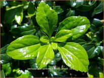 Pachysandra terminalis &#39;Green Sheen&#39;