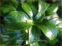 Pachysandra terminalis &#39;Green Sheen&#39;