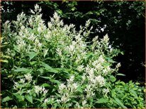 Persicaria polymorpha