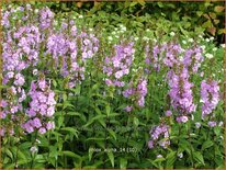 Phlox &#39;Alpha&#39;