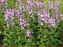 Phlox &#39;Alpha&#39;