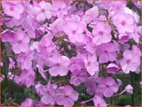 Phlox &#39;Alpha&#39;