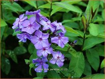 Phlox &#39;Blue Paradise&#39;