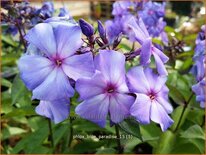 Phlox &#39;Blue Paradise&#39;