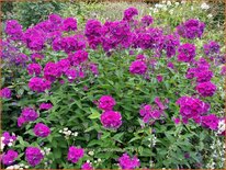 Phlox &#39;Düsterlohe&#39;