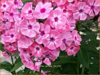 Phlox &#39;Larissa&#39;