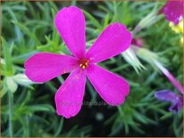 Phlox &#39;Ochsenblut&#39;