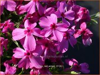 Phlox &#39;Red Wings&#39;