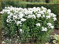 Phlox &#39;Rembrandt&#39;