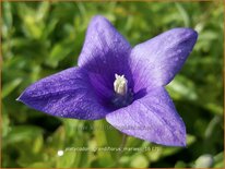 Platycodon grandiflorus &#39;Mariesii&#39;