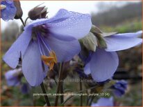 Polemonium yezoense &#39;Bressingham Purple&#39;