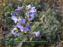 Polemonium yezoense &#39;Bressingham Purple&#39;