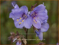 Polemonium yezoense &#39;Bressingham Purple&#39;