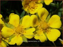 Potentilla neumanniana