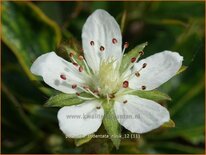 Potentilla tridentata &#39;Nuuk&#39;