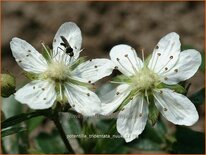 Potentilla tridentata &#39;Nuuk&#39;