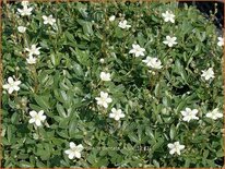 Potentilla tridentata &#39;Nuuk&#39;