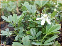 Potentilla tridentata &#39;Nuuk&#39;