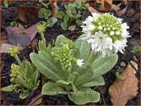 Primula denticulata &#39;Alba&#39;