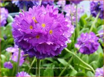 Primula denticulata &#39;Cachemiriana&#39;