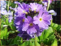 Primula denticulata &#39;Cachemiriana&#39;