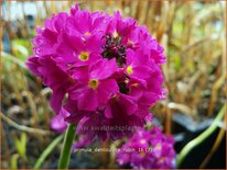 Primula denticulata &#39;Rubin&#39;