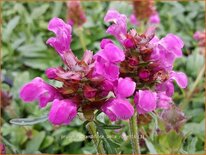 Prunella grandiflora &#39;Bella Rose&#39;